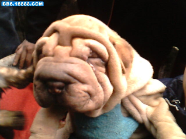 IMG1621A.jpg