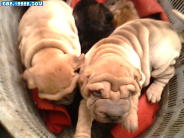 IMG1623A.jpg