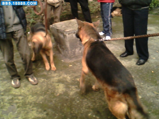 IMG1649A.jpg