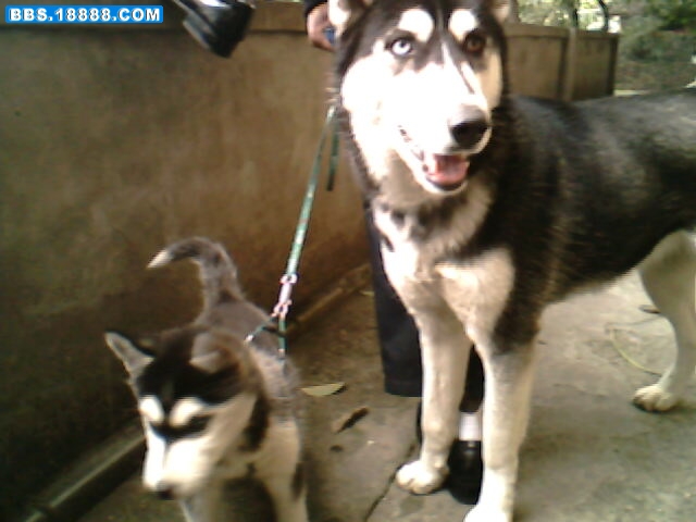 IMG1628A.jpg