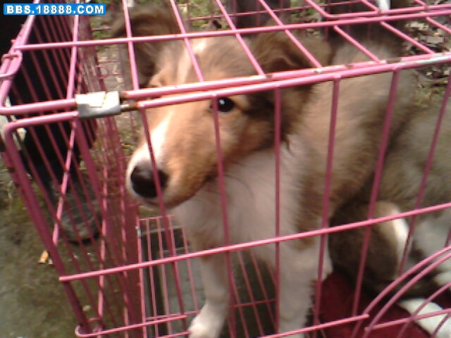 IMG1632A.jpg