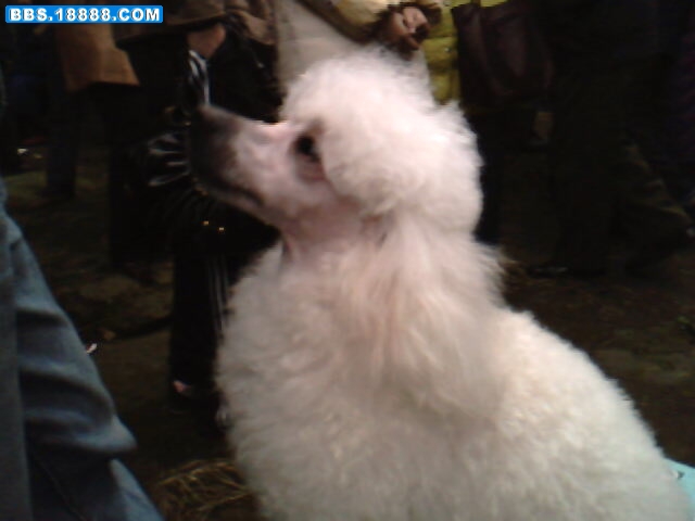 IMG1590A.jpg