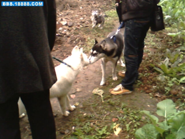 IMG1641A.jpg