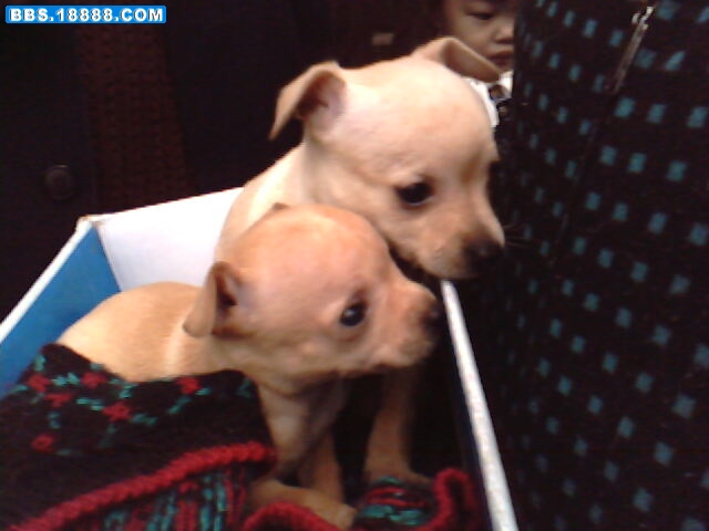 IMG1624A.jpg
