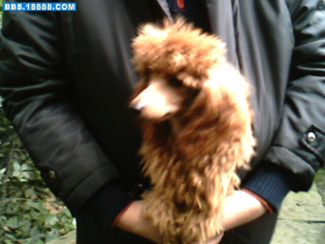 IMG1610A.jpg