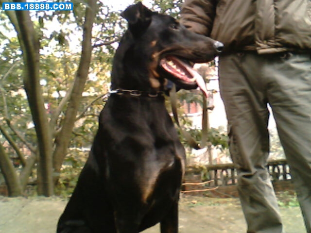 IMG1596A.jpg