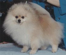 20061121155559.gif