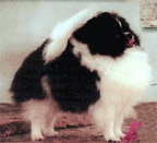 2006112116827.gif