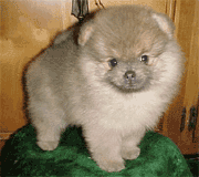 2006112116423.gif