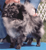 20061121161356.gif