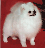 20061121155841.gif