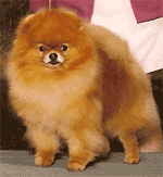 2006112115553.gif
