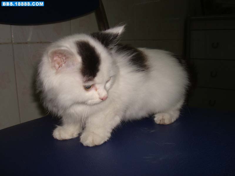 猫（1）.jpg