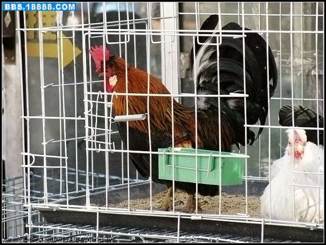 IMG_0138_nEO_IMG.jpg