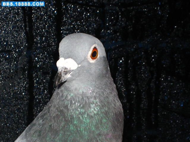 照片 033.jpg