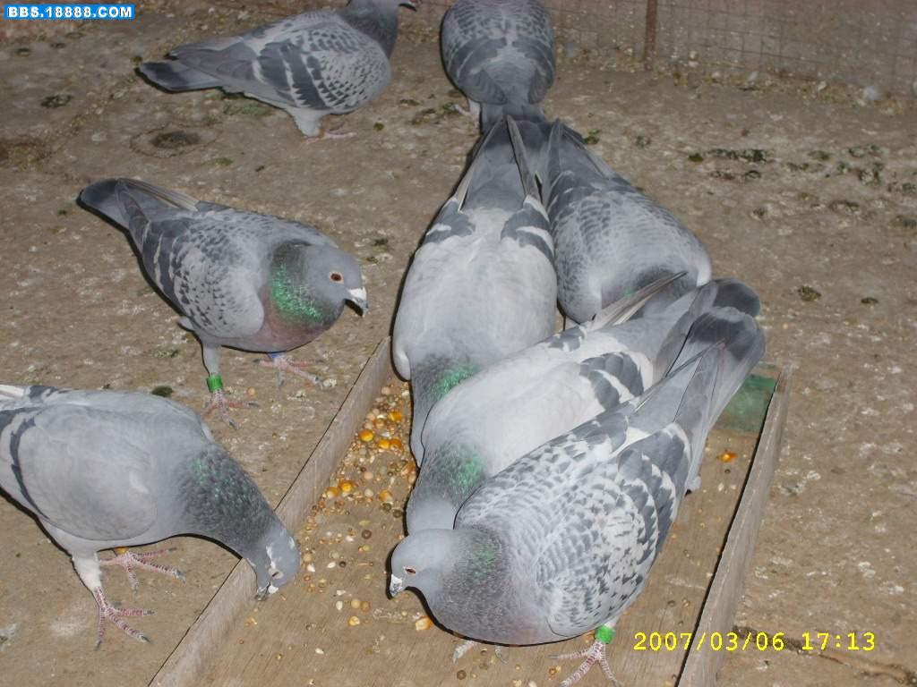 STP60055.JPG
