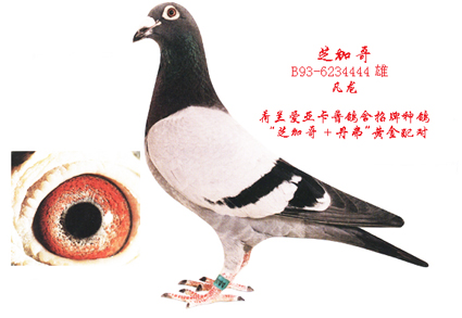 芝加哥.jpg