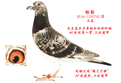 银影.jpg