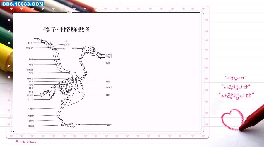 鴿子骨骼.jpg