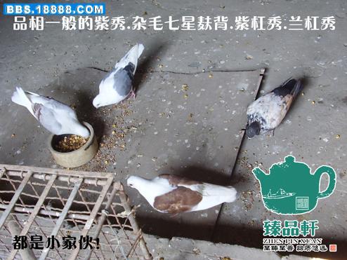 P2020047 副本.JPG