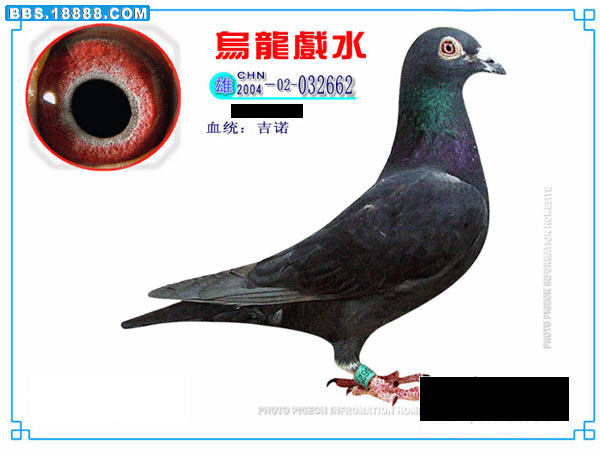 黑吉诺.gif