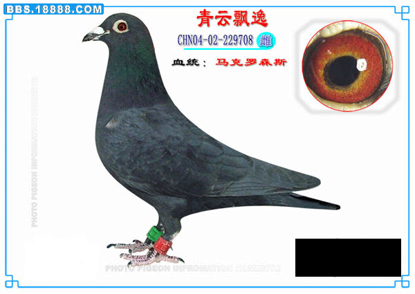 黑马克.gif
