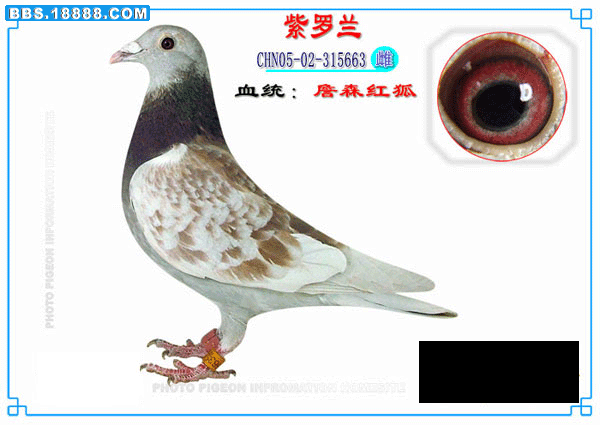 紫罗兰.gif