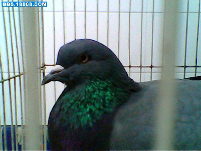 IMG0084A.jpg