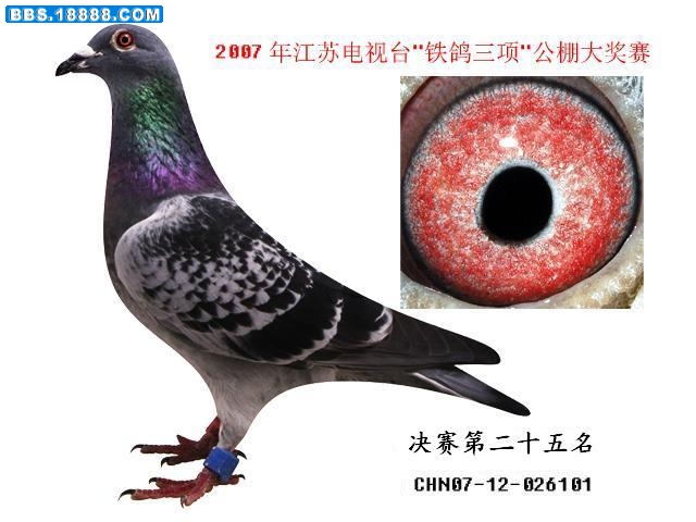 铁鸽三项25名.jpg