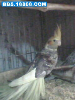 IMG0239A.jpg