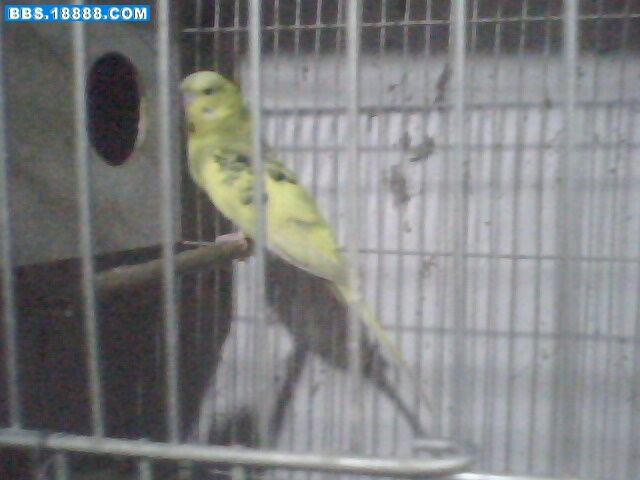 IMG0172A.jpg