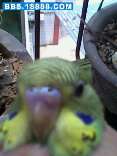 IMG0238A.jpg