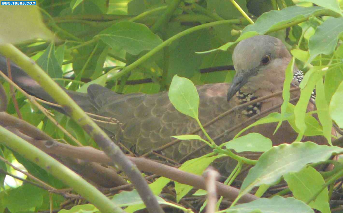 P1000766.JPG