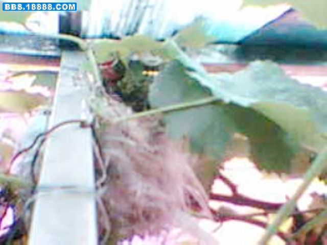 暴风截屏20080702060946_nEO_IMG.jpg