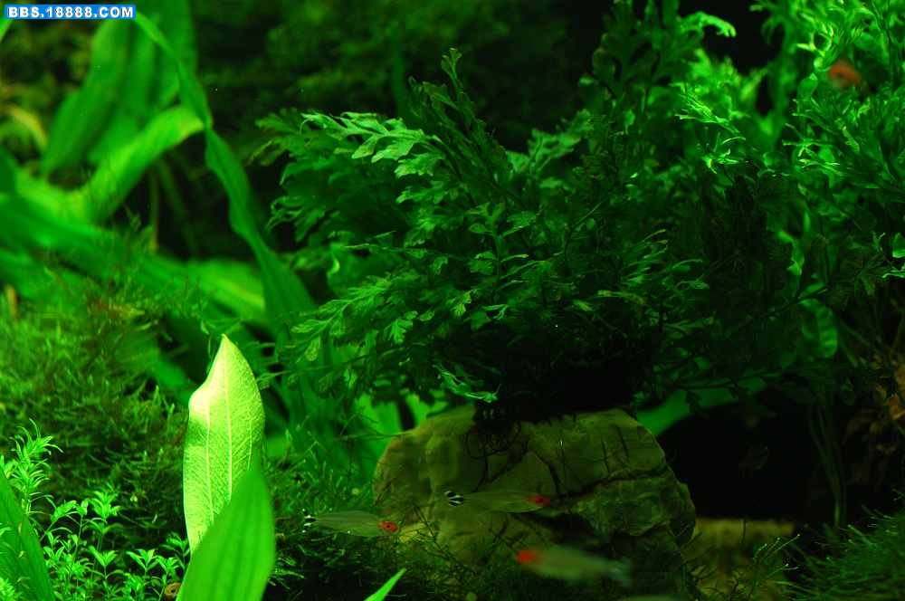 DSC_5285.jpg