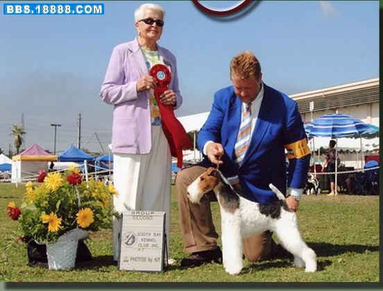RetiredShowDogsPage.jpg