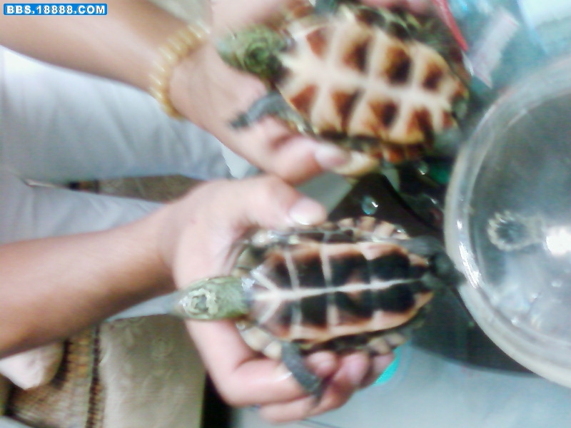 SP_A0088.jpg
