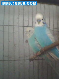 IMG0261A.jpg