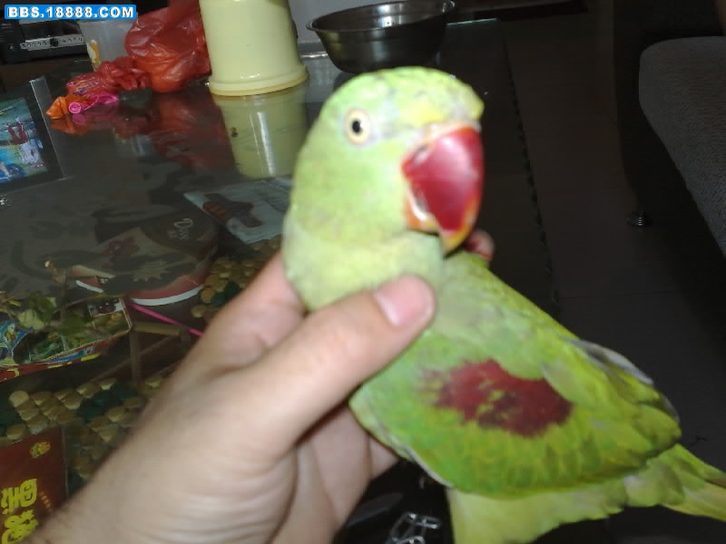 20080809067-001.jpg