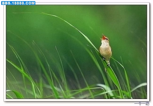 东方大苇莺.jpg