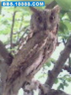 IMG0118A_01.jpg