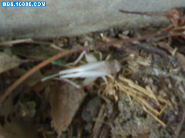20080824584.jpg