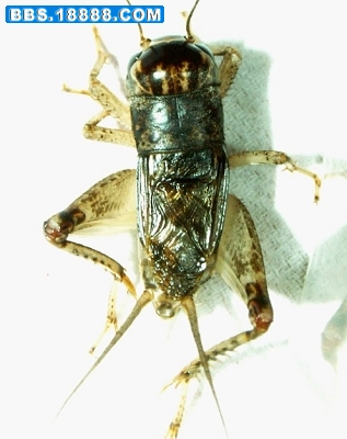 蟋蟀76a.jpg