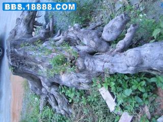 调整大小 IMG_0041.JPG