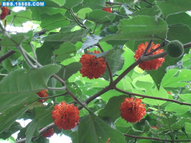 DSCF2991.JPG