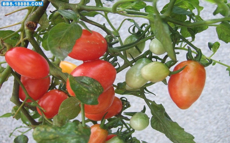 img005.jpg