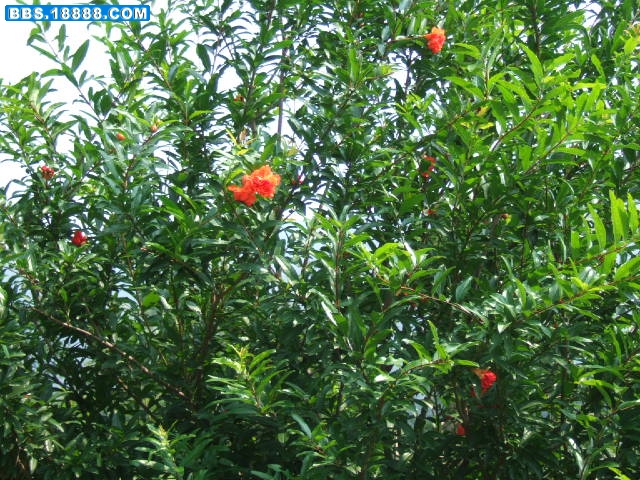 DSCF2437.JPG