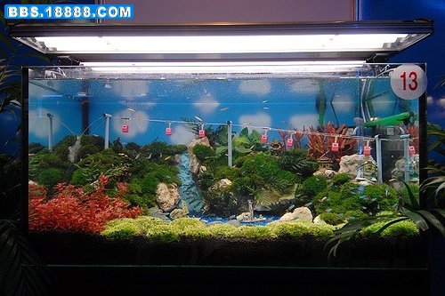 apf2320080719012243245dz1.jpg