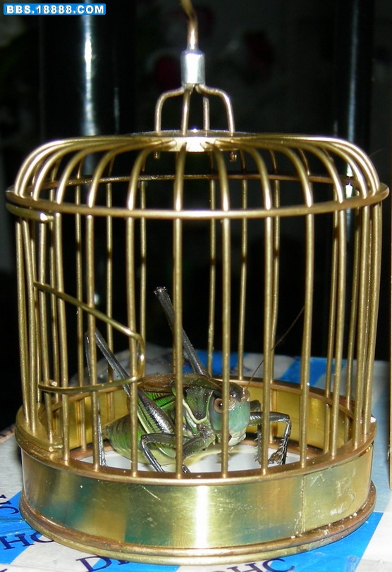 tongsilong.jpg