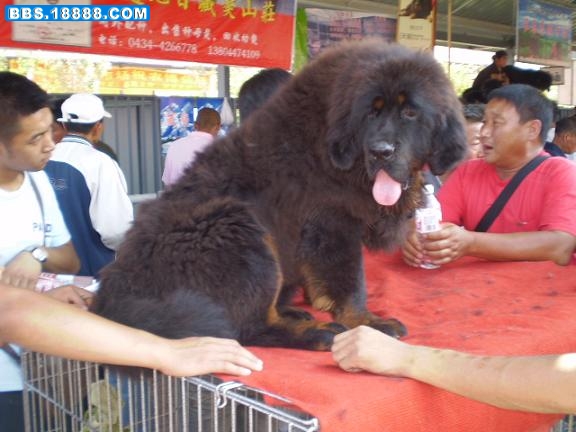 藏獒3.JPG